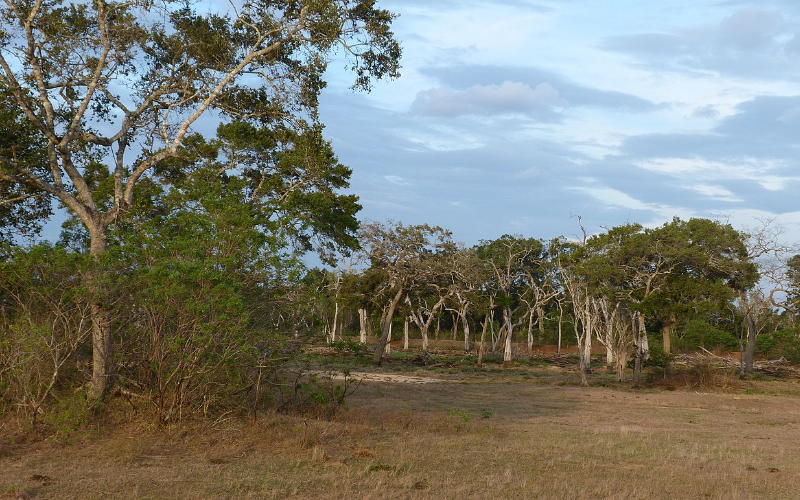 Lunugamvehera National Park Landscape