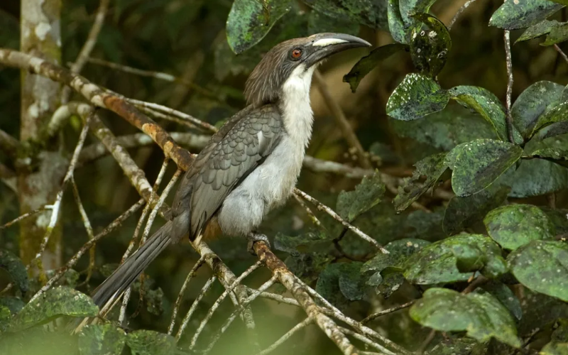 Sri Lanka Grey Hornbill - in its Habitat