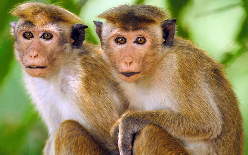 Toque Macaque Sri Lanka