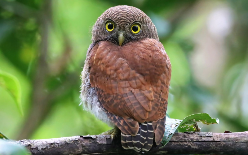 Chestnut-backed Owlet Endemic Bird - Sri Lanka