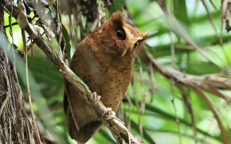 Serendib Scops Owl Sri Lanka in Its Habitat