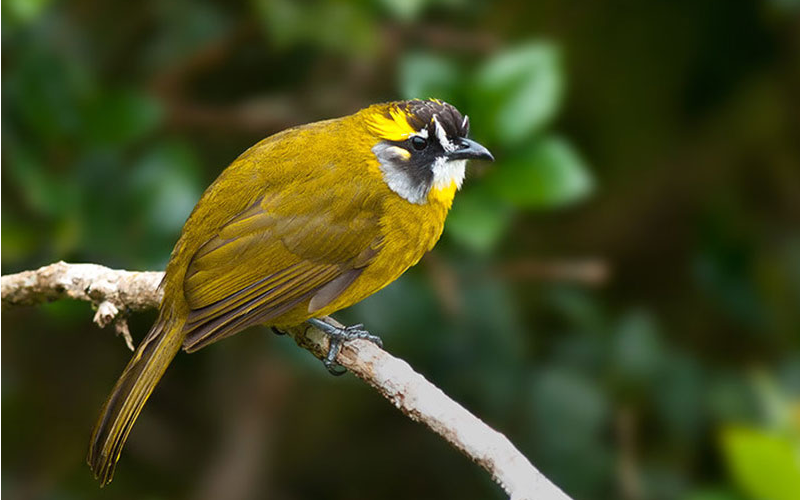 Yellow-Eared Bulbul- Endemic Bird