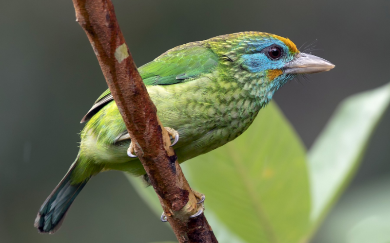 Yellow-fronted Barbet is its Habitat