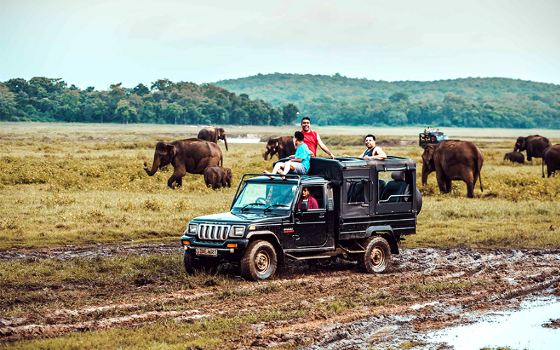 Kaudulla National Park - Jeep Safari