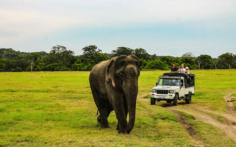 Kaudulla National Park - Safari