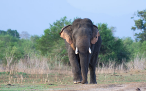 Udawalawe National Park