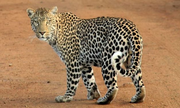 Sri Lankan Leopard | Panthera Pardus Kotiya
