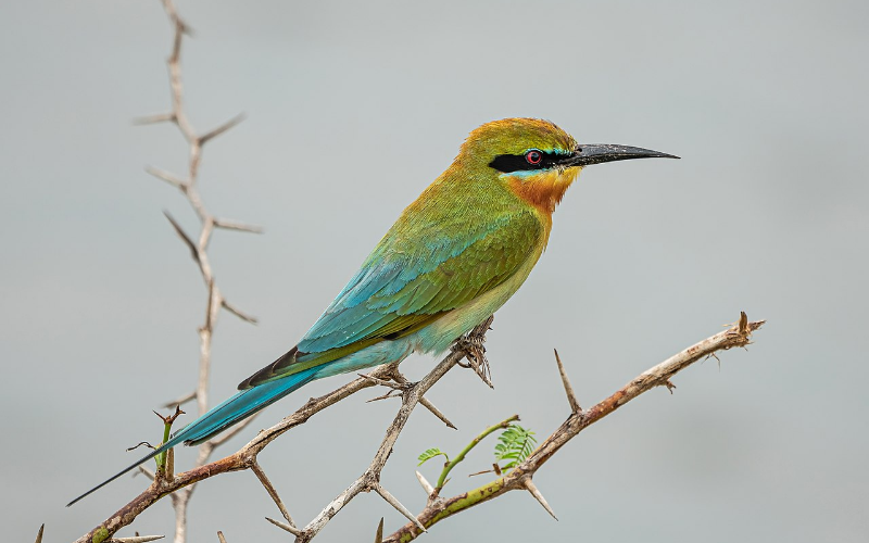 Bundala National Park- Blue-tailed bee-eater