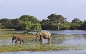 Gal Oya National Park