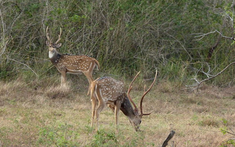 Lunugamvehera National Park-Spotted deer