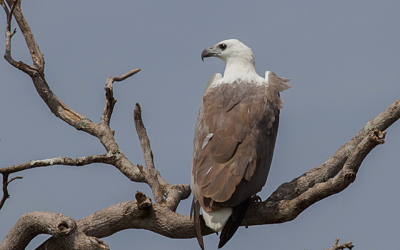 Lunugamvehera National Park | Sri Lanka