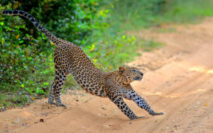 Wilpattu National Park- Leopard