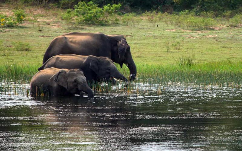 Maduru Oya National Park | Sri Lanka