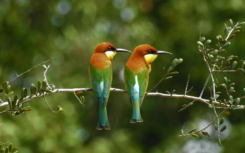 Blue-Tailed Bee-Eater in Sri Lanka Forest