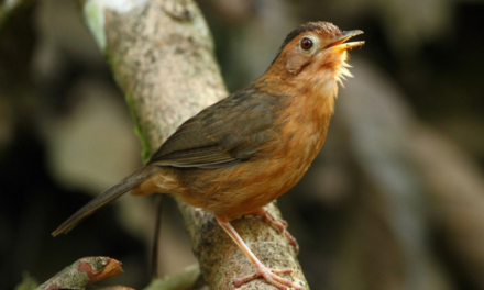 Brown-Capped Babbler | Sri Lanka