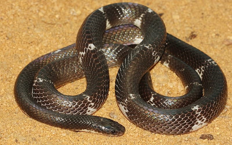 Bungarus Ceylonicus or Sri Lankan Krait | Sri Lanka