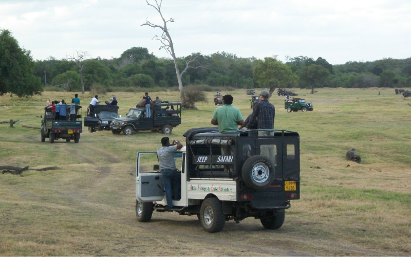 Minneriya National Park-Safari