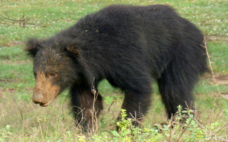Sloth Bear - Searching for Foods