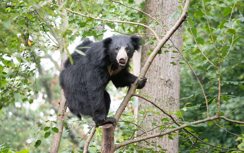 Sloth Bear - Sri Lanka On a Tree