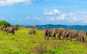 Somawathiya National Park - Sri Lanka