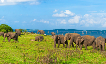 Somawathiya National Park | Sri Lanka