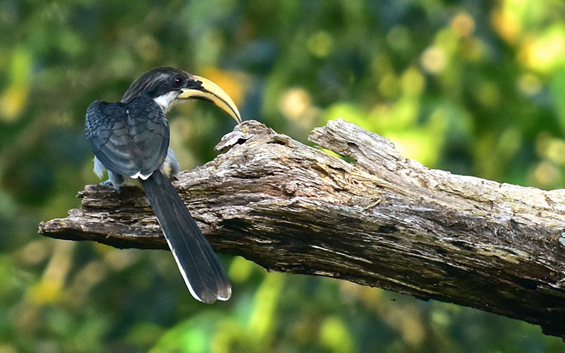 Sri Lanka Grey Hornbill – Endemic Bird