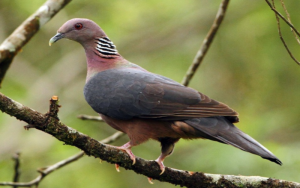 Sri Lanka Wood Pigeon