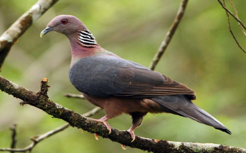 Sri Lanka Wood Pigeon – Endemic Bird