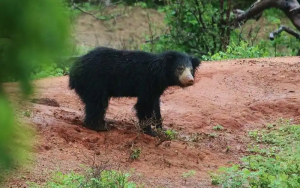 Sri Lanka Sloth Bear