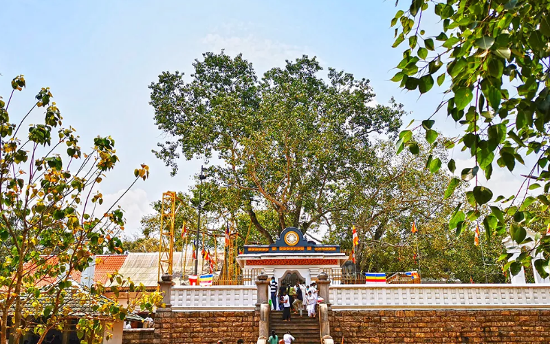 Sri Maha Bodhi Tree - Anuradhapura - Sri Lanka
