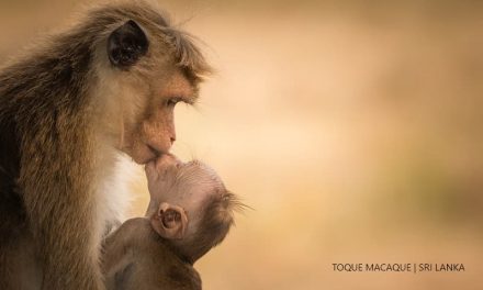 Toque Macaque | Sri Lanka