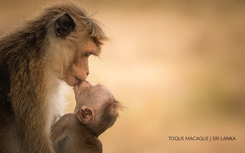Toque Macaque Mom and Son Sri Lanka