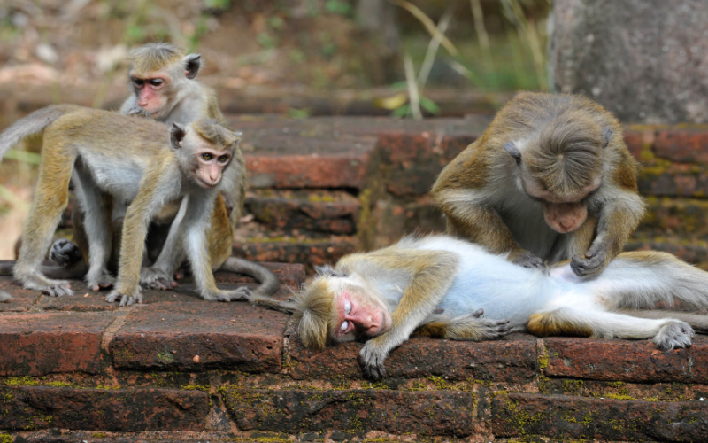 Toque Macaque at Polonnaruwa