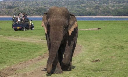 Angammedilla National Park: A Haven for Wildlife in Sri Lanka
