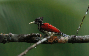 Crimson-backed flameback