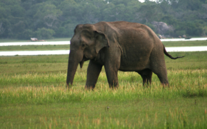 Flood Plains National Park - Sri Lanka