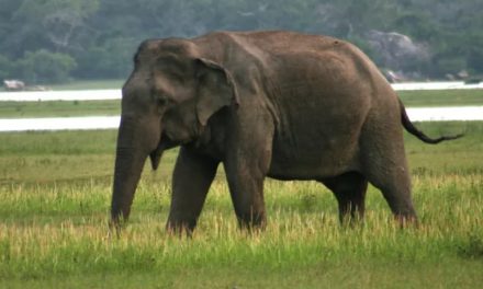 Faunal Diversity – Sri Lanka