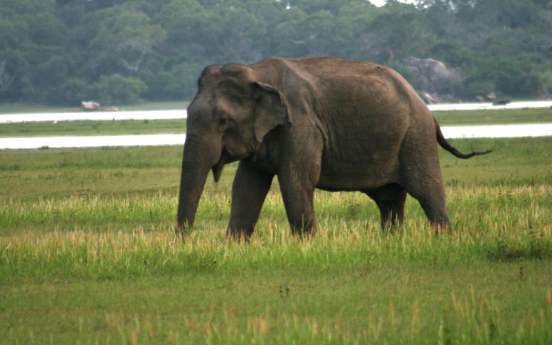 Flood Plains National Park | Sri Lanka