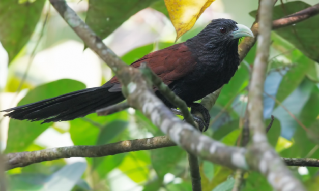 Discovering the Enigmatic Sri Lanka Green-billed Coucal: A Marvel of Biodiversity