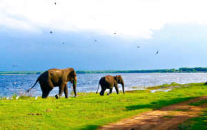 Horowpathana National Park Sri Lanka