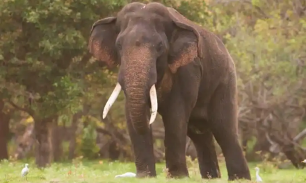 Sri Lankan ​Elephants- Wildlife