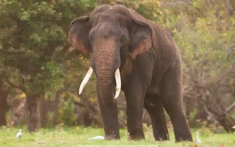 Sri Lankan ​Elephants- Wildlife