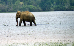 Lahugala Kitulana National Park Sri Lanka