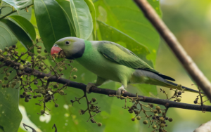 Layard’s Parakeet