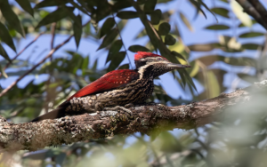 Red-Backed Flameback