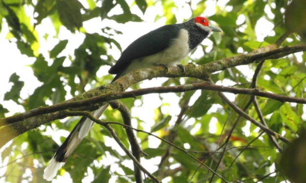 The Sri Lanka Red-faced Malkoha – A Stunning Bird Species with Unique Characteristics and Behaviors