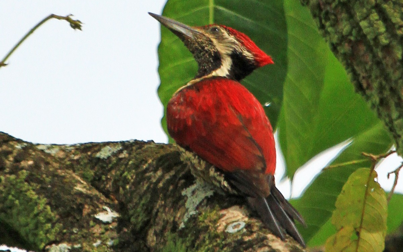 Red-backed flameback Male