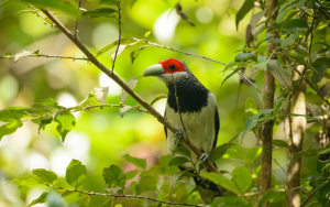 Red-faced Malkoha is in its Habitats