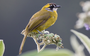 SRI LANKA YELLOW-EARED BULBUL