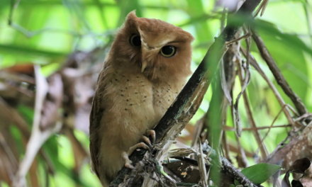Uncovering the Mysteries of the Critically Endangered Serendib Scops Owl of Sri Lanka